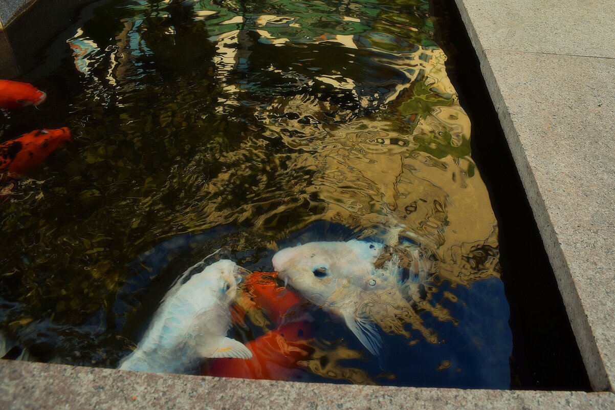 Рыбий "разговор". - Татьяна Помогалова Рыбий "разговор". - Татьяна Помогалова