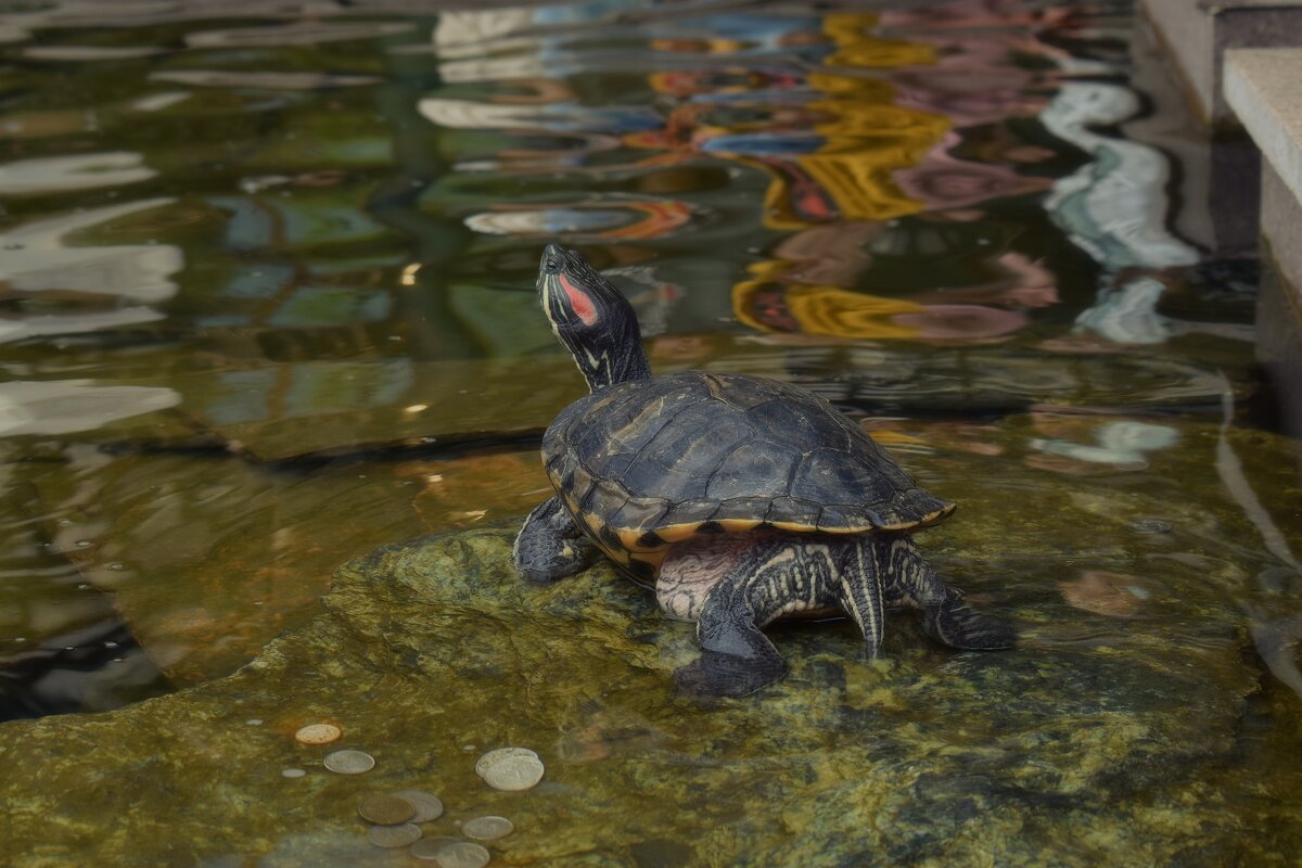 В каскадном фонтане на Манежной. - Татьяна Помогалова