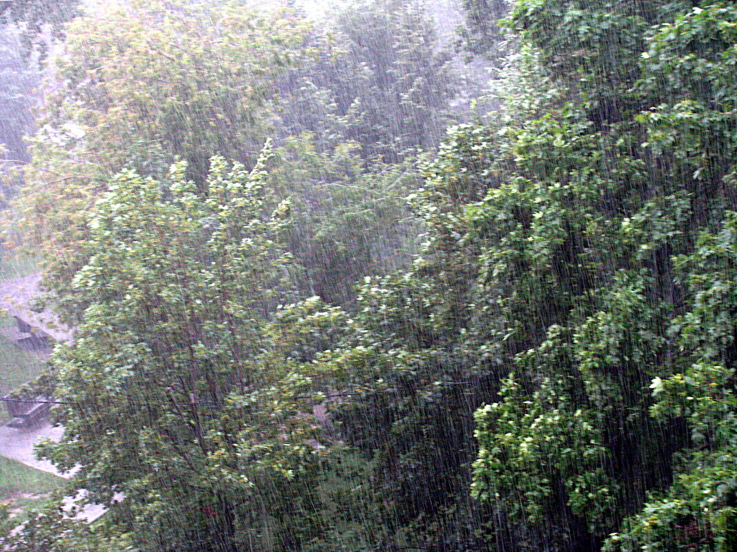 Летний дождь. - Владимир Драгунский