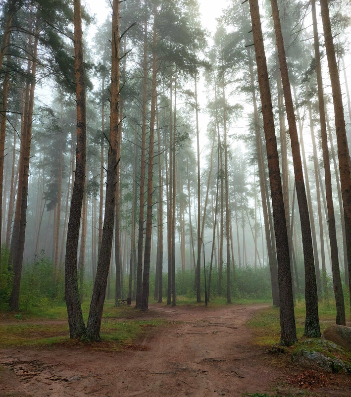 Туманное утро. Утренний туман уходит тихонько туда, куда ему надо…(с) - Ирина Румянцева