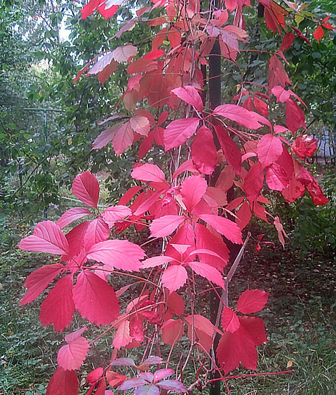 Осенние мотивы - Елена Семигина Осенние мотивы - Елена Семигина