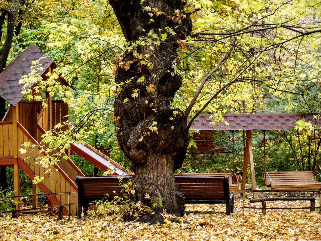 Старый клён ! Пережил нашествие французов,,,маленький был ещё,,, - Анатолий Колосов