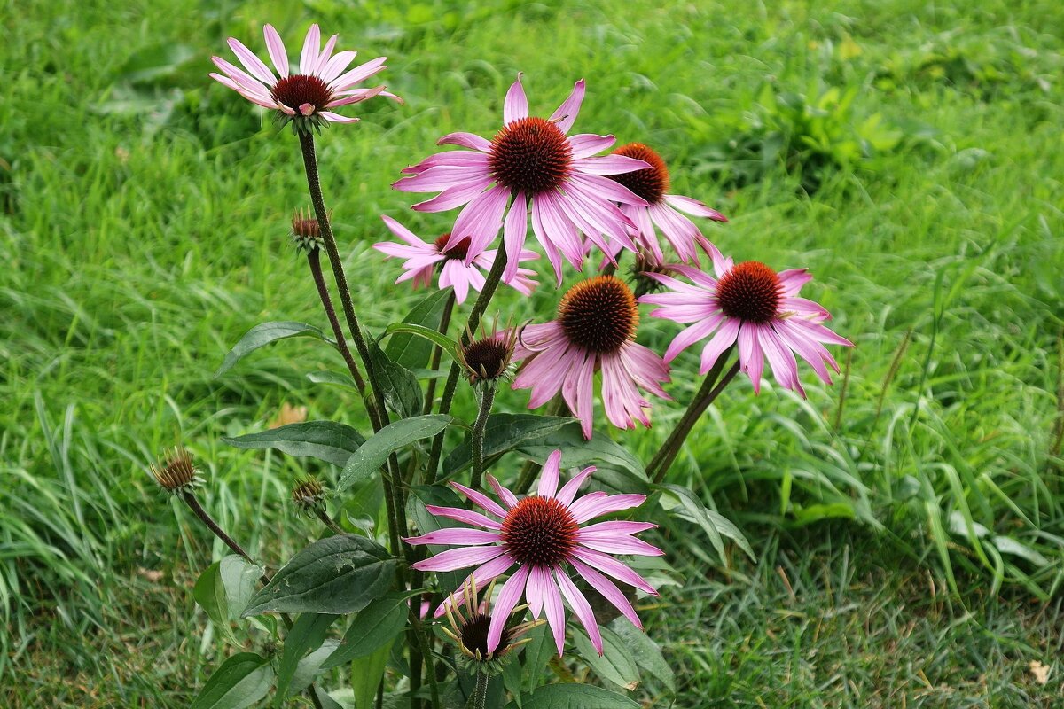 Эхинацея пурпурная - Рита Симонова