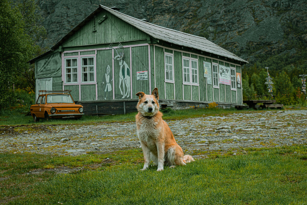 пёс Балбес который живёт в Хибинах - Лана Пипякина
