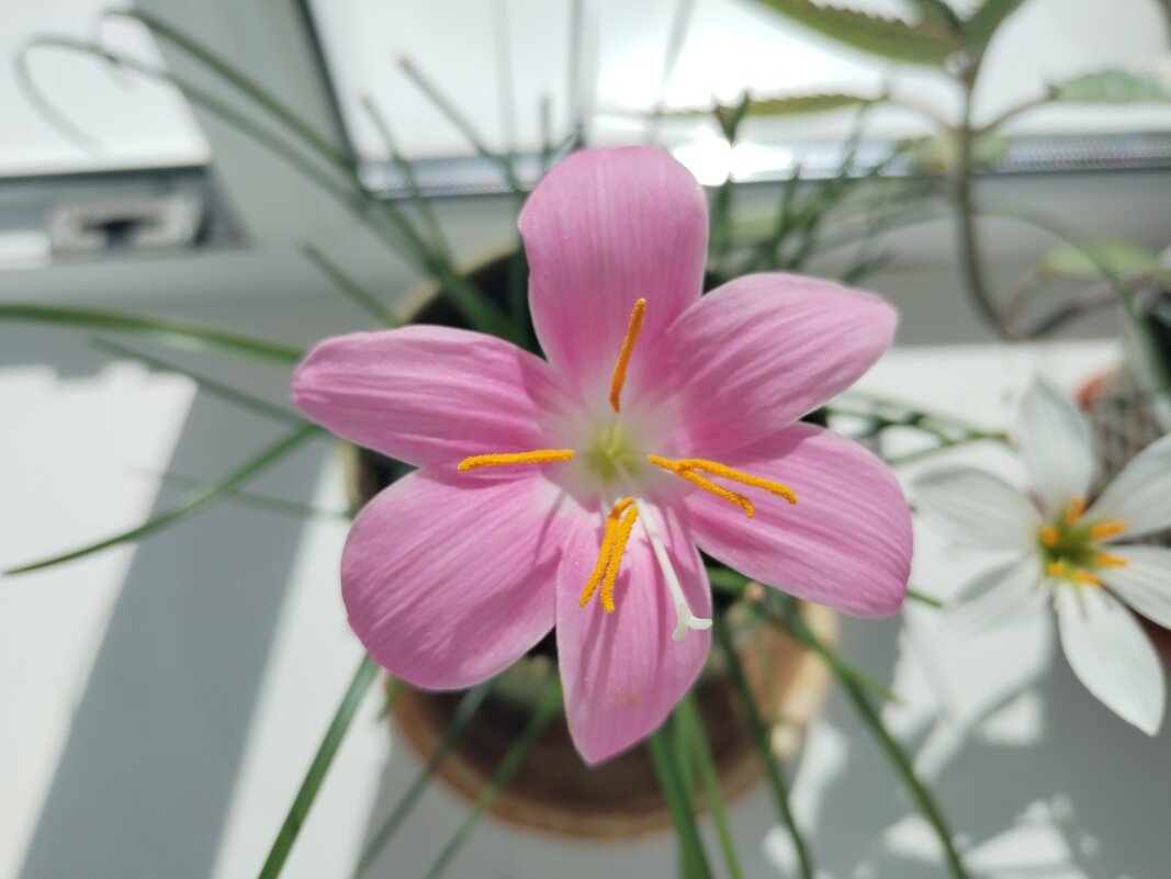 Цветок на работе - Юлия 