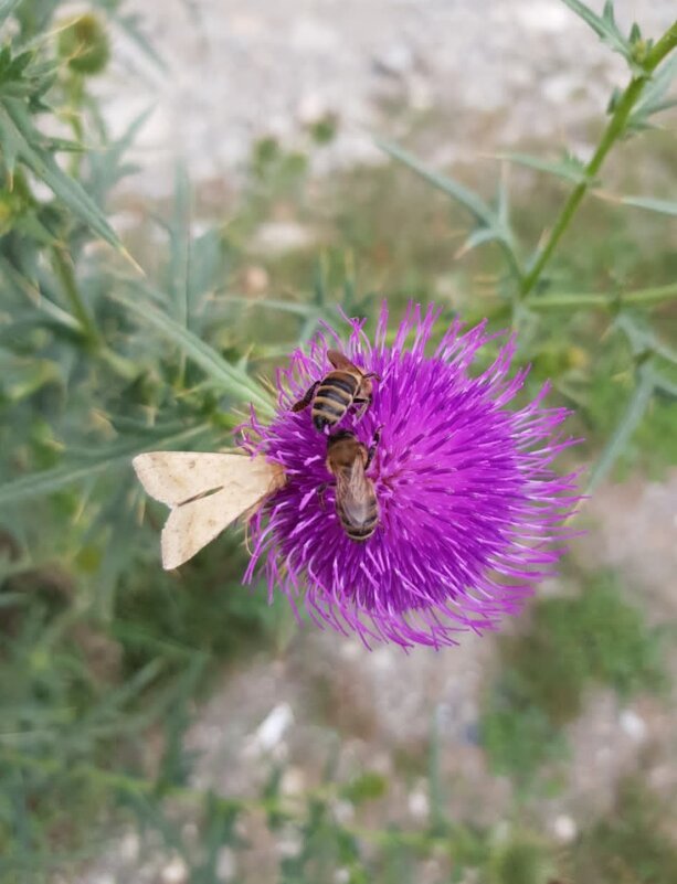 ГУАМСКОЕ УЩЕЛЬЕ - Tata Wolf