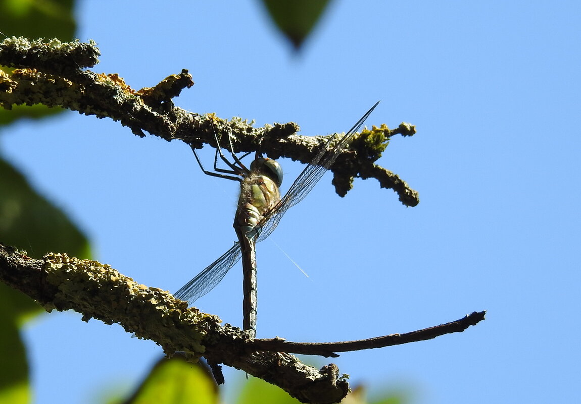 ***** - ИННА ПОРОХОВА