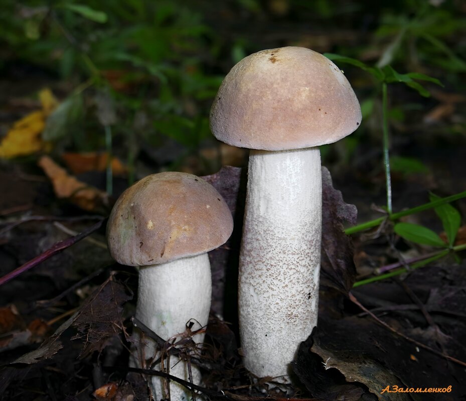 В грибных походах... - Андрей Заломленков