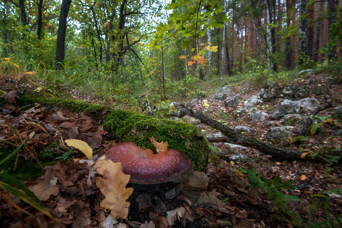 Осенний лес... - Влад Никишин