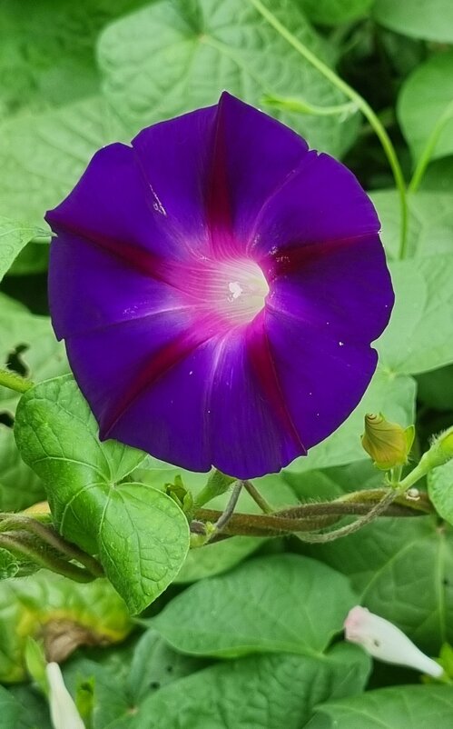 Утренний фонарик в сентябре - Наталья 