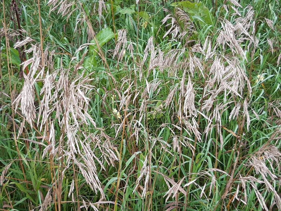 Вот и осень - Галина Минчук