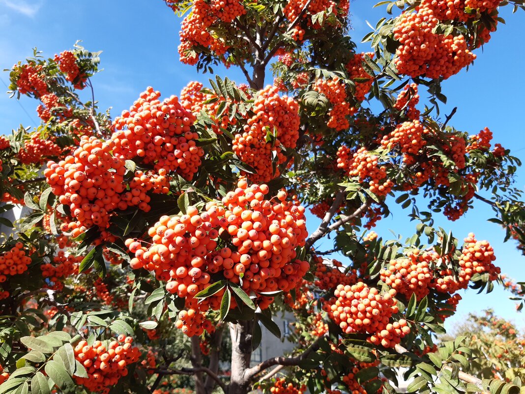 Вот и осень - Галина Минчук Вот и осень - Галина Минчук