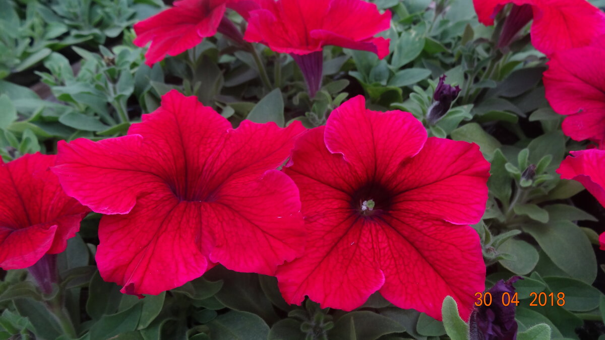 Цветы петунии - СЕРГЕЙ ФИЛОЧКИН