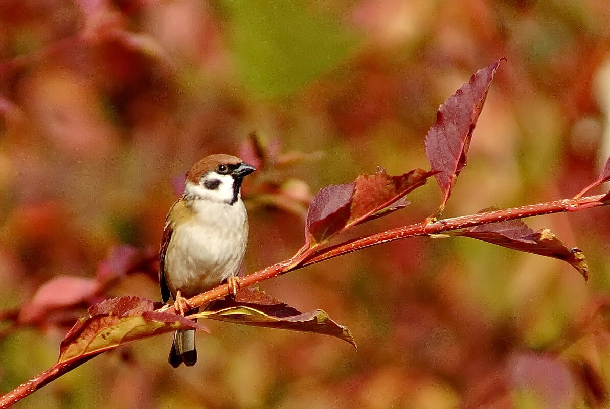 Осеннее настроение... - Николай Саржанов