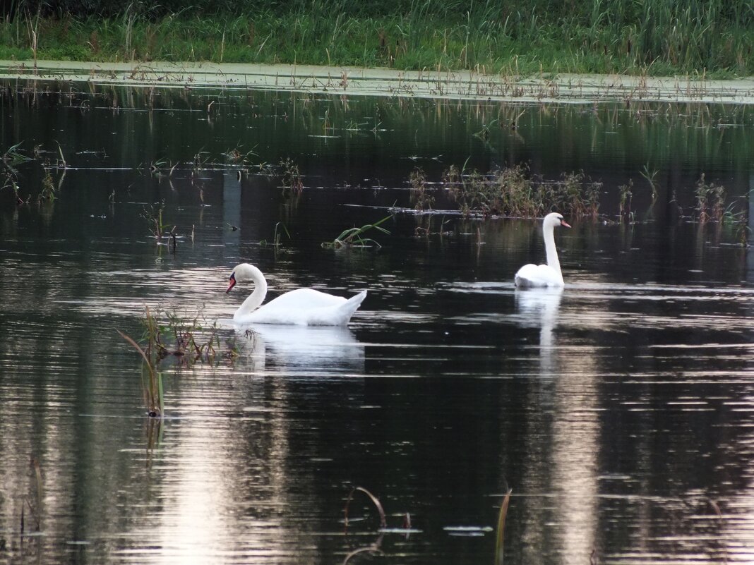 ** - Зоя Мишина