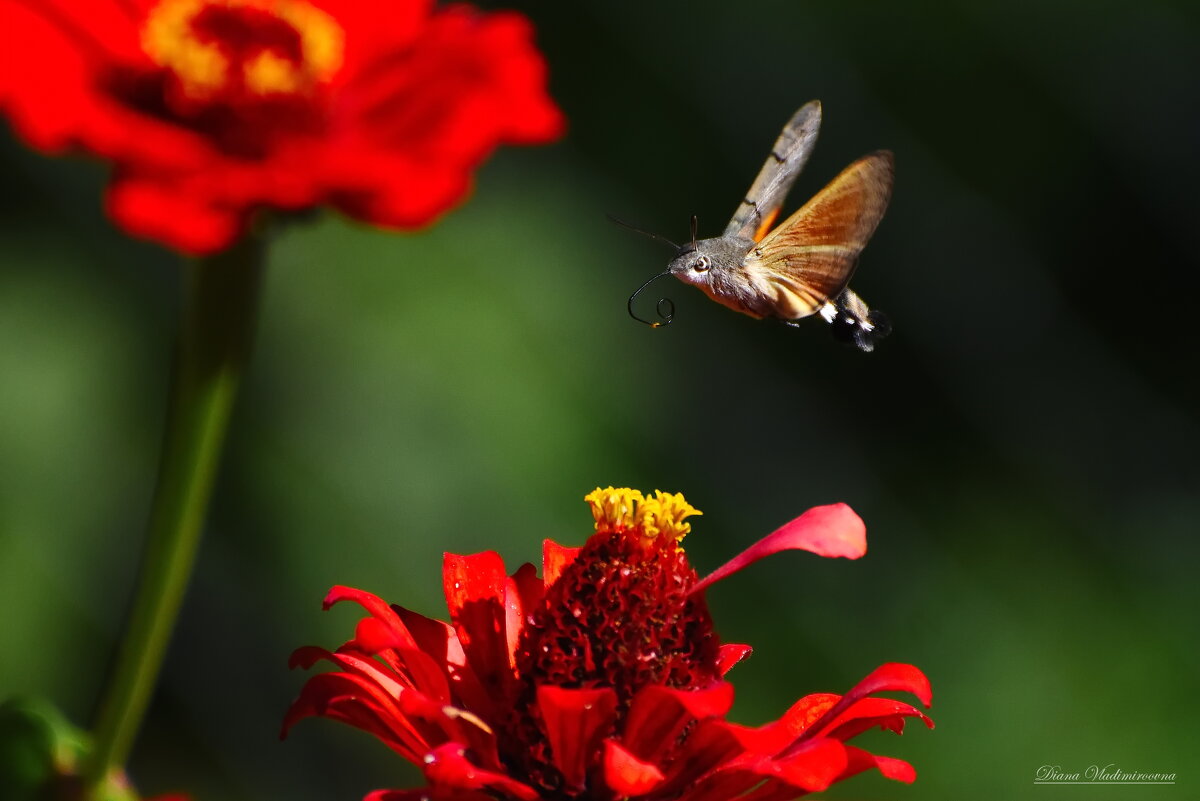 БРАЖНИК. - DianaVladimirovna 