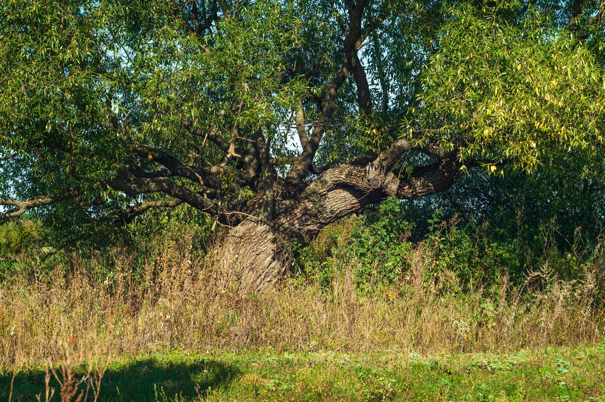 Сплетение времен - Дмитрий Ряховский