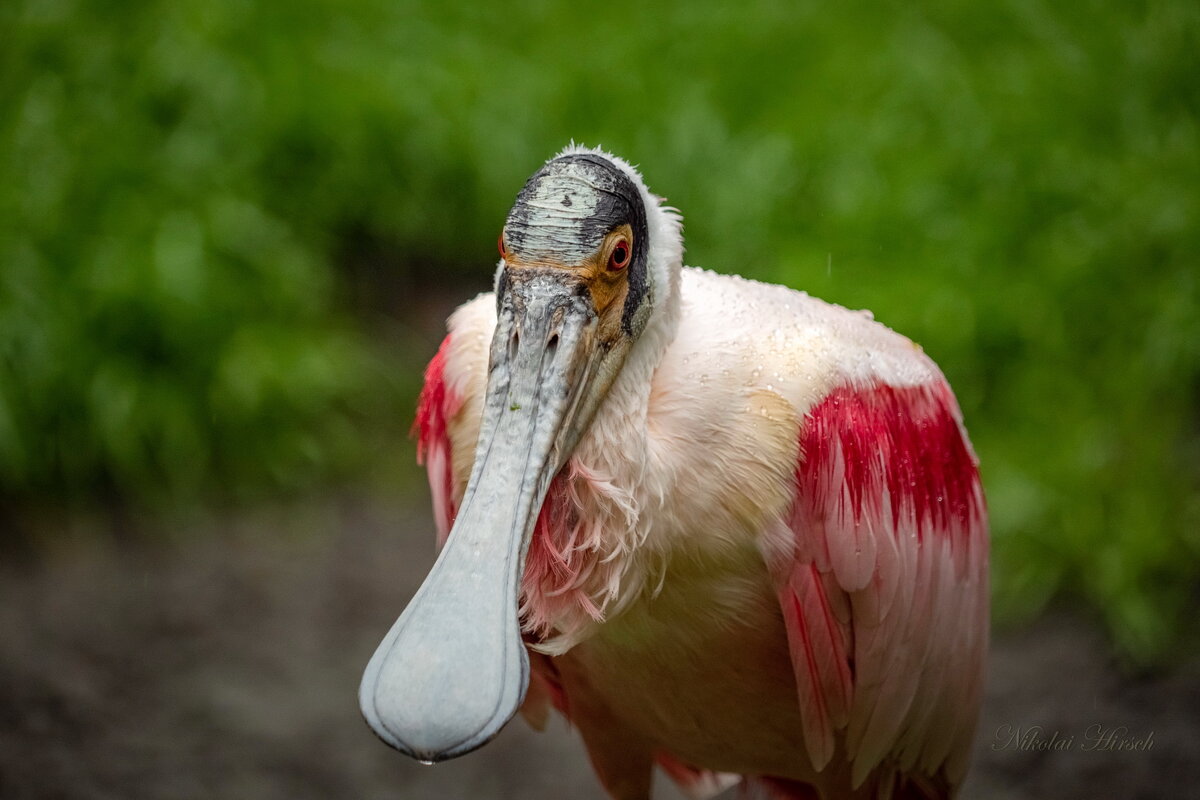 Розовая колпица - Николай Гирш Розовая колпица - Николай Гирш