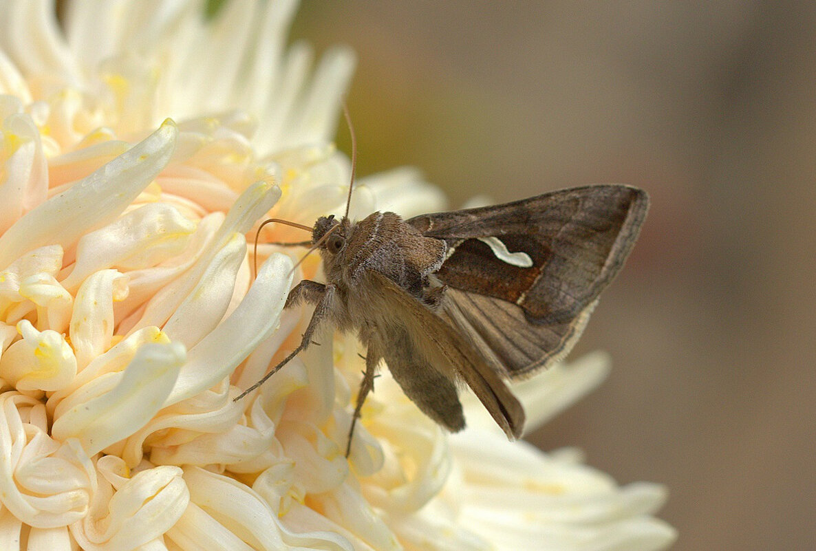 Вглубь цветка - Вячеслав Минаев