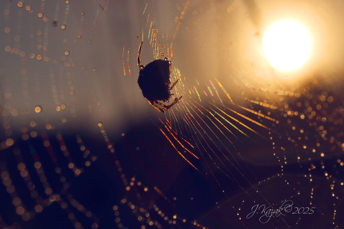 *** - Елена Kазак (selena1965)