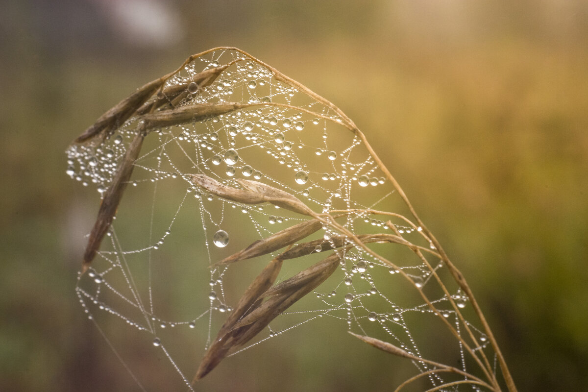 *** - Татьяна Титова