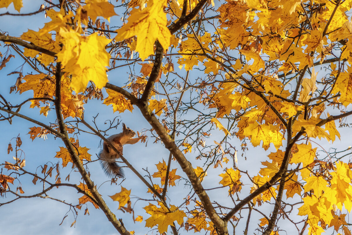Осень - Владимир Колесников