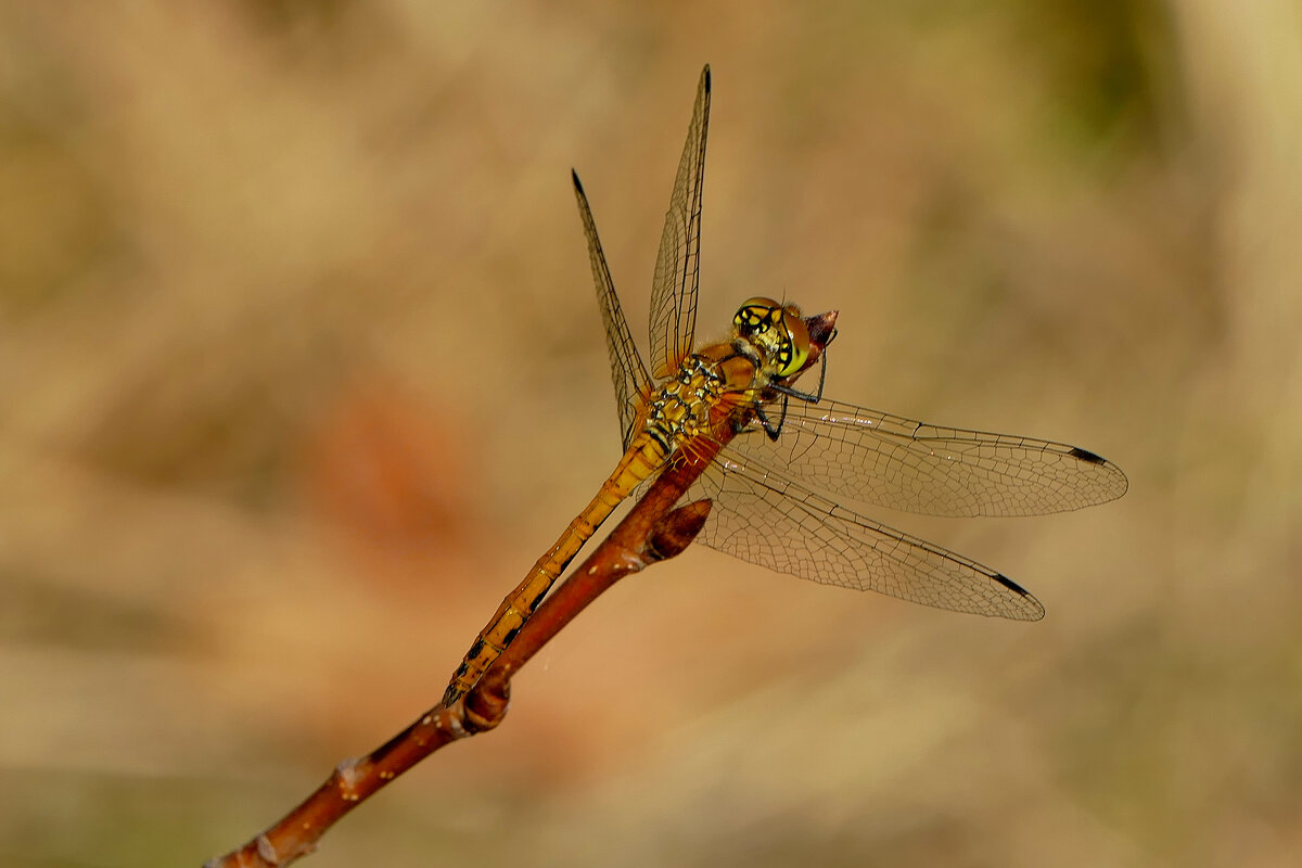 опять про стрекоз 15 - Александр Прокудин