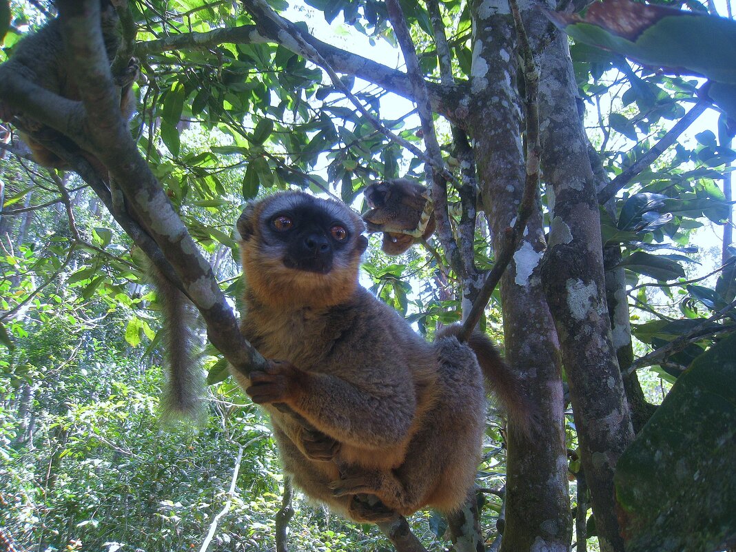Краснолобый лемур, Мадагаскар. - unix (Илья Утропов)