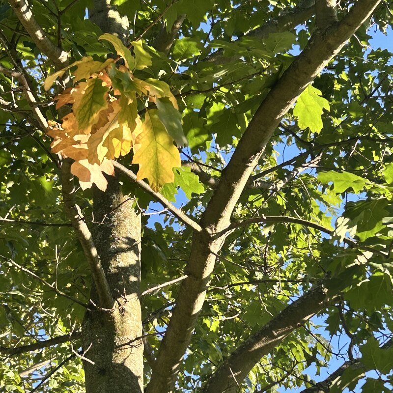 Осень - Светлана Ященко