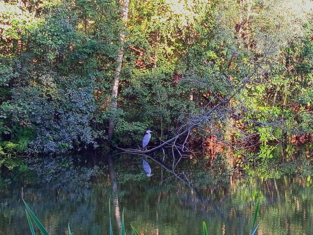 Лучше снять цаплю смартфоном не получилось - Андрей Лукьянов