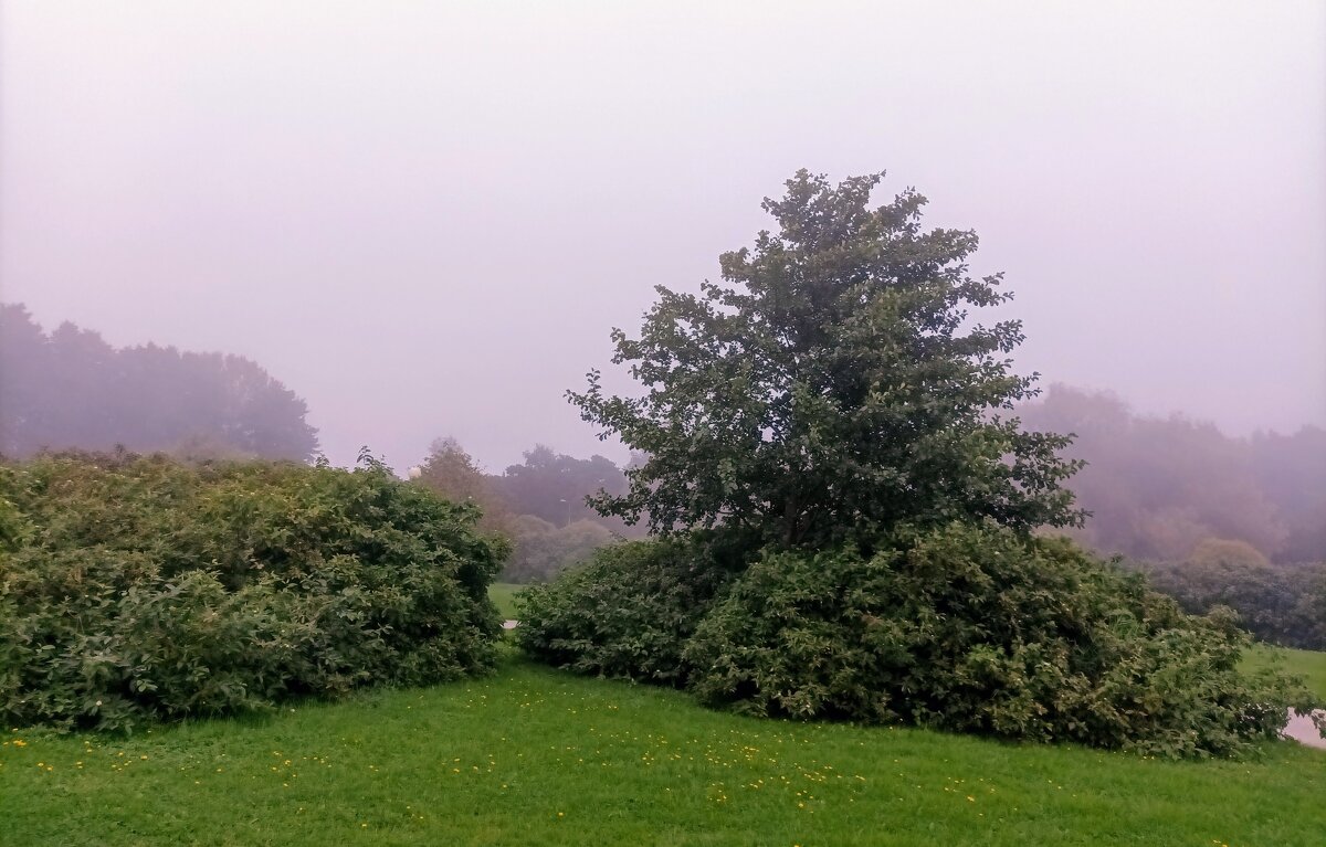 Туманный день - Veera V Туманный день - Veera V