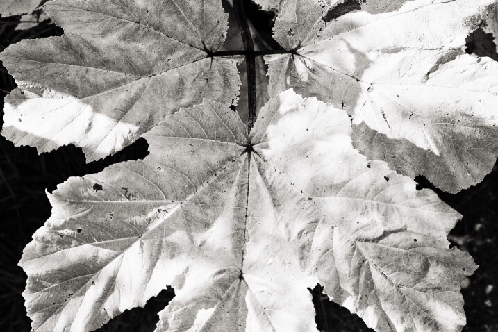 ... - Денис Безногов