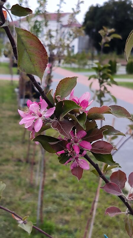 Вопреки календарю зацвела яблонька! - Ольга 