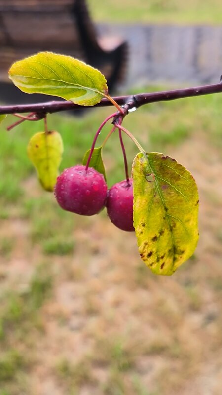 Райские яблочки. - Ольга 