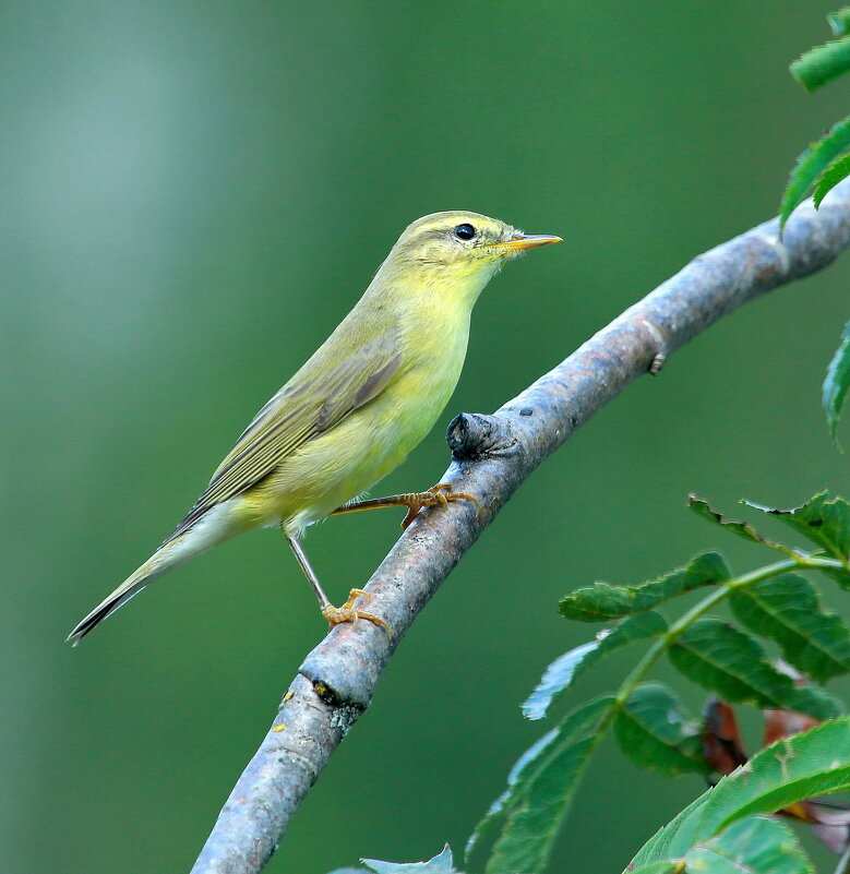 пеночка теньковка - Andrey Bragin 