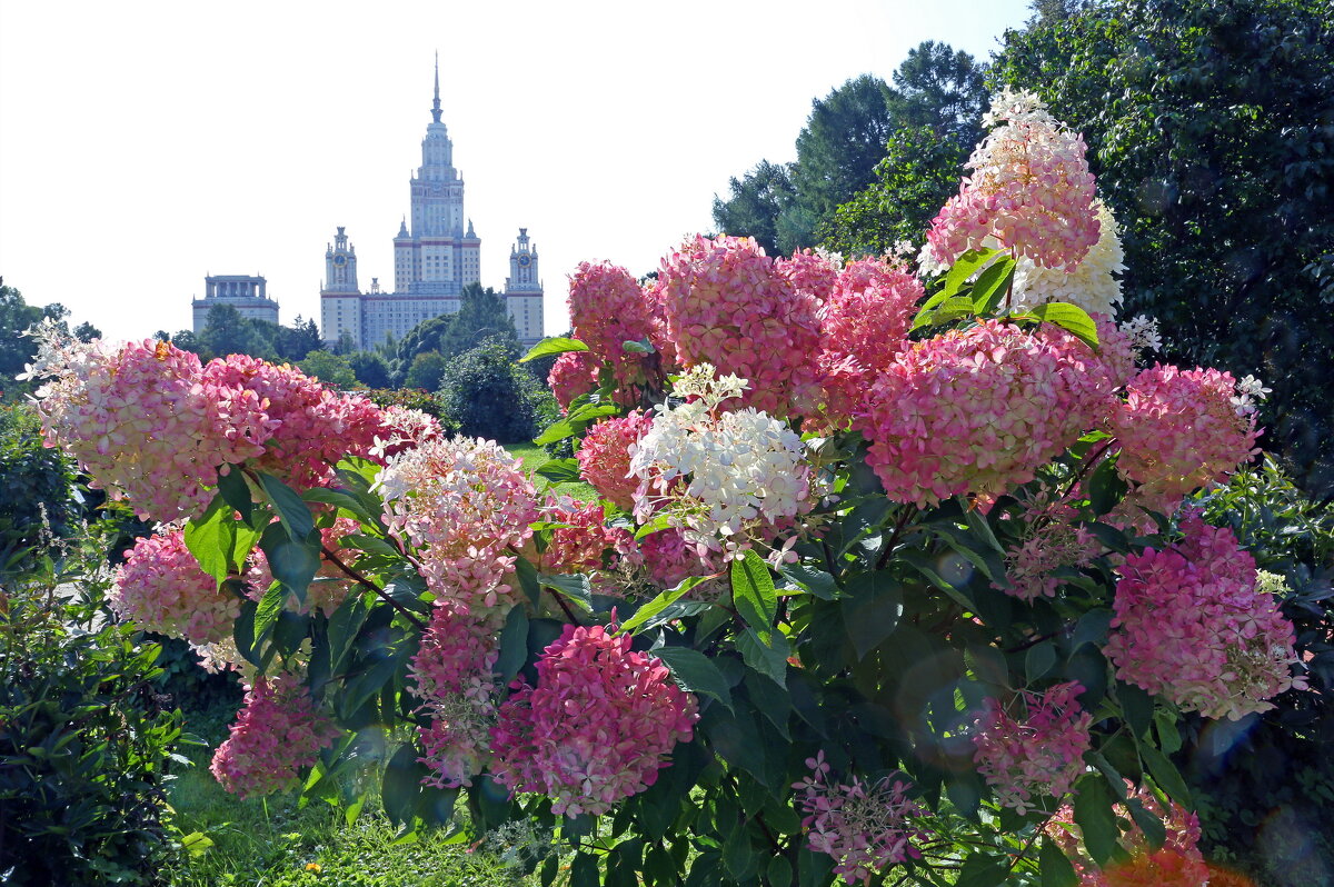 Ботсад МГУ - Михаил Бибичков