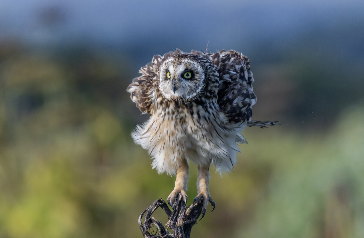 сова болотная - юрий макаров