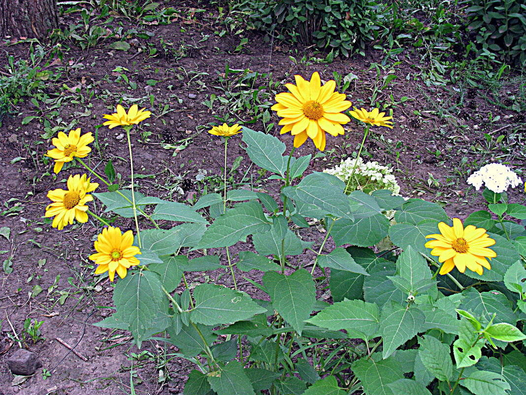 Цветы. - Владимир Драгунский Цветы. - Владимир Драгунский