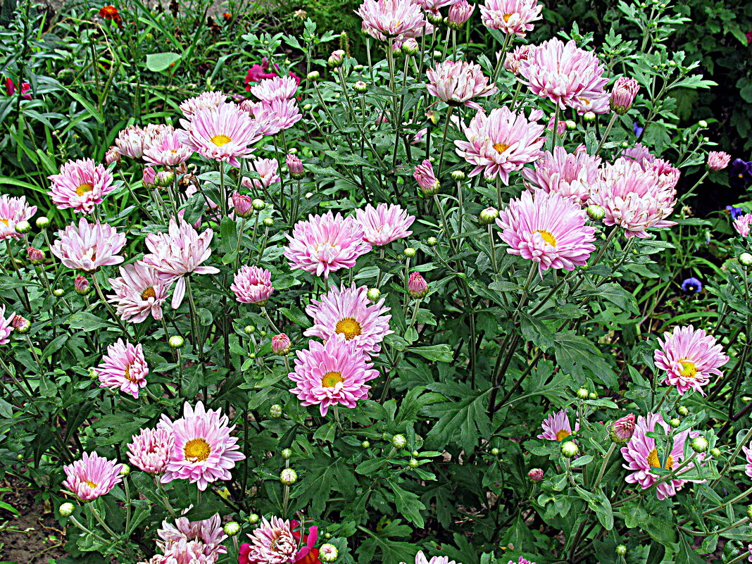 Цветы. - Владимир Драгунский