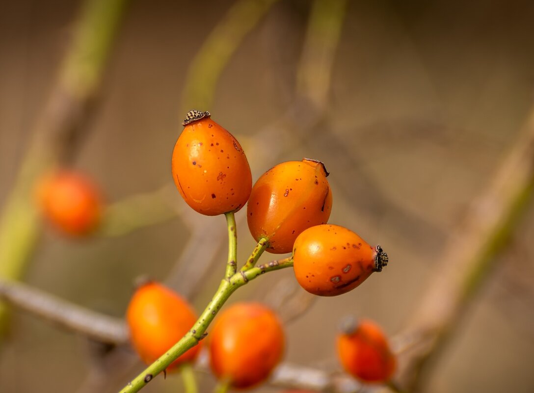 шиповник - Игорь Сикорский шиповник - Игорь Сикорский