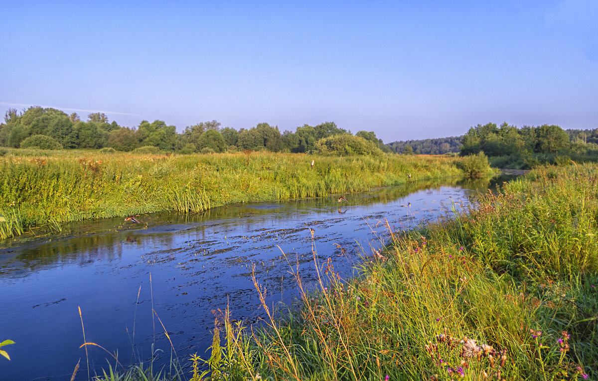 Речка Молокча утром - Сергей Цветков