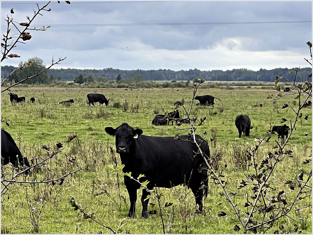 Бычок. - Валерия Комова