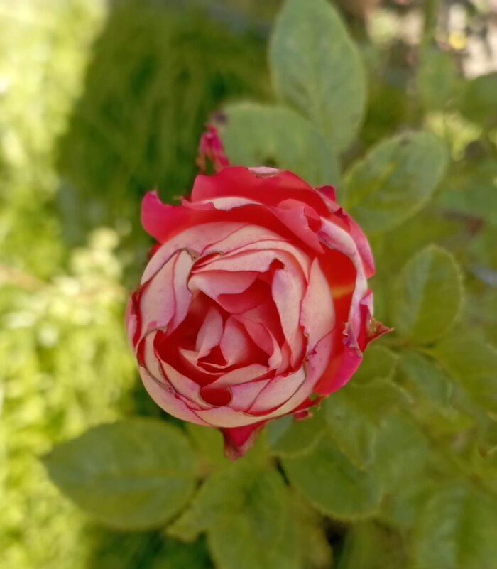 Роза в сентябре - Елена Семигина