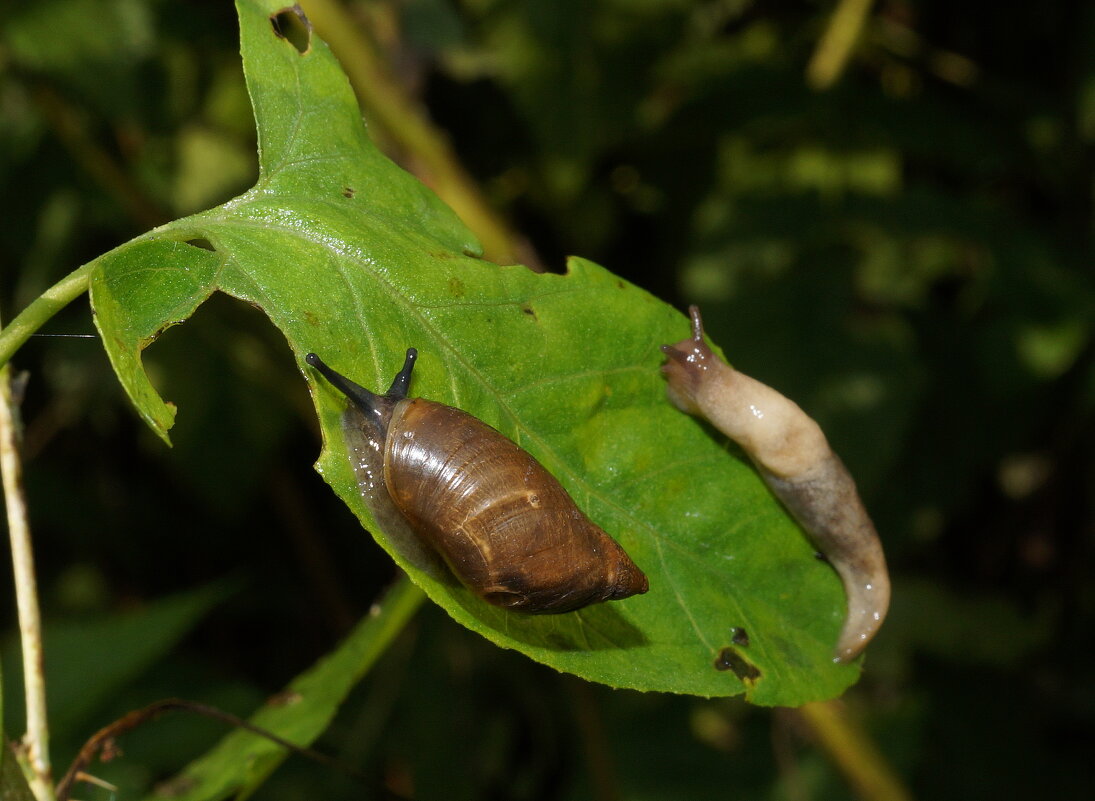 соседки..., ..или подруги... - Андрей Катков