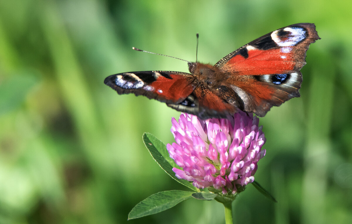 *** - Владимир Безбородов