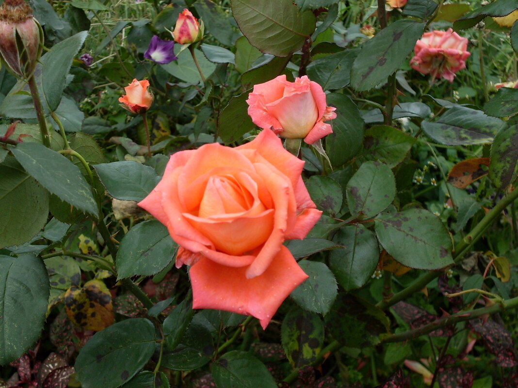 РОЗЫ - СЕРГЕЙ ФИЛОЧКИН