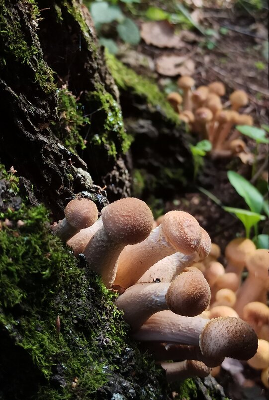 Осенние радости - veilins veilins