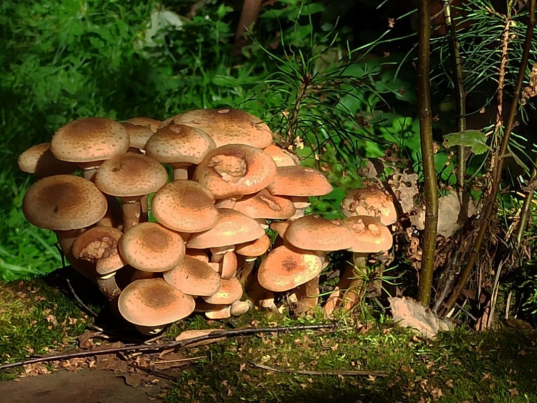 Дружная семейка опят - veilins veilins