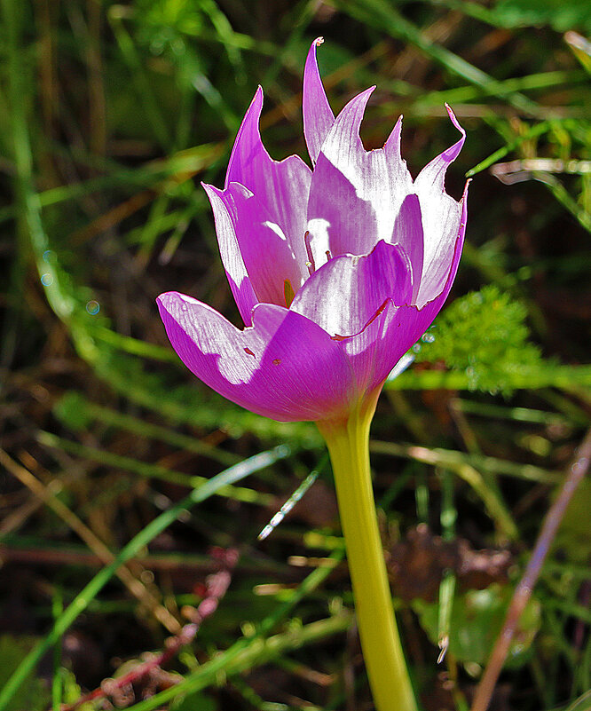Осенний крокус безвременник - Светлана 