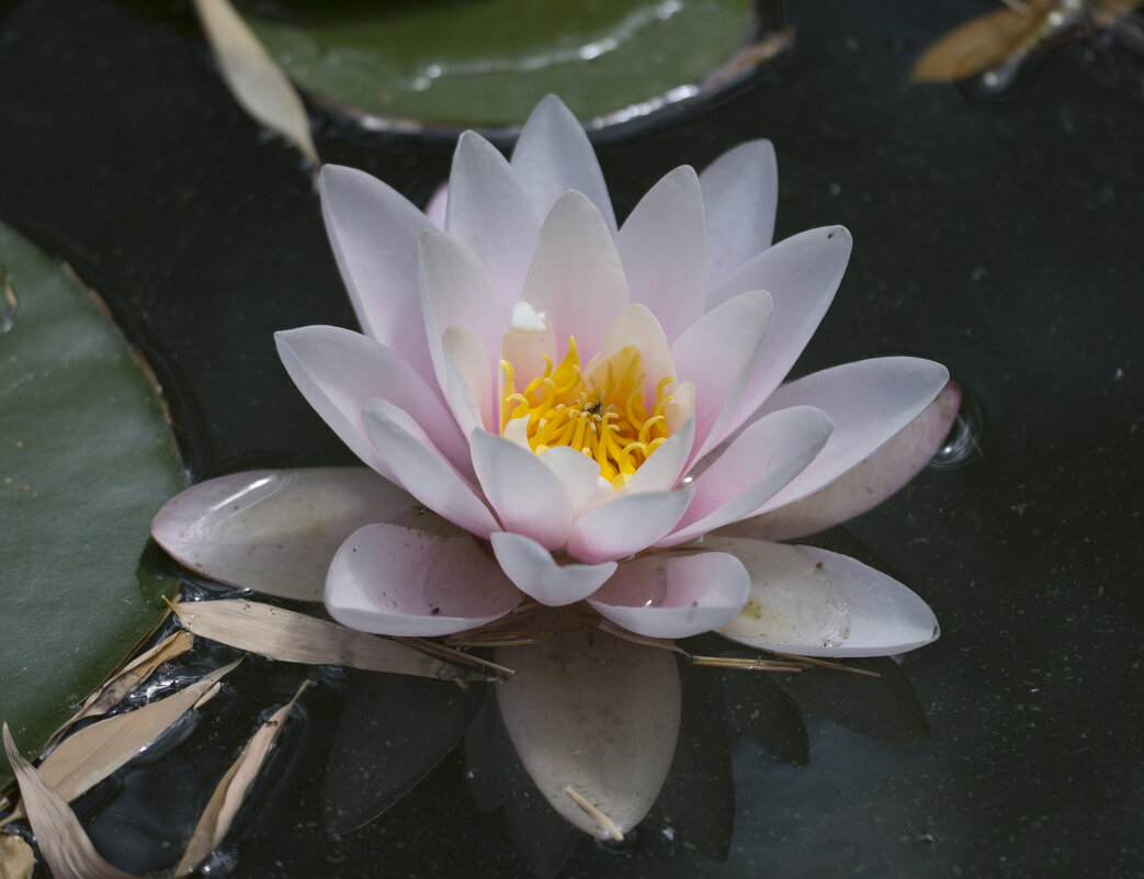 Нимфея - Светлана Тихонина